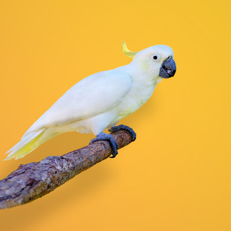 A closeup shot of a Sulphur-crested cockatoo perched on the branch on a yellow backgroundの写真素材