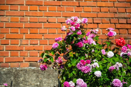 A closeup of the floribunda bushes in a yard under the sunlight with a brick wall on the backgroundの写真素材