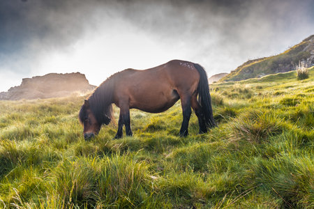 A brown horse grazing on the mountain Penas de Aya in Oiartzun, Gipuzkoa, Spainの写真素材