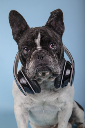 A vertical shot of a cute french bulldog with headphones on a blue backgroundの写真素材