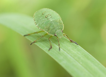 macro of bug, wildlife of pest