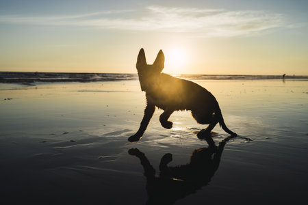 A silhouette of a big dog sitting on the coastline and the sunset over the seaの写真素材