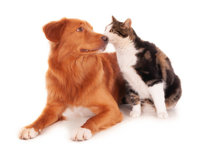 A Nova Scotia cat and a Retriever dog playing funnily on a white surfaceの写真素材