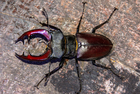 A high angle closeup shot of a Lucanus Cervus beetle on the floor