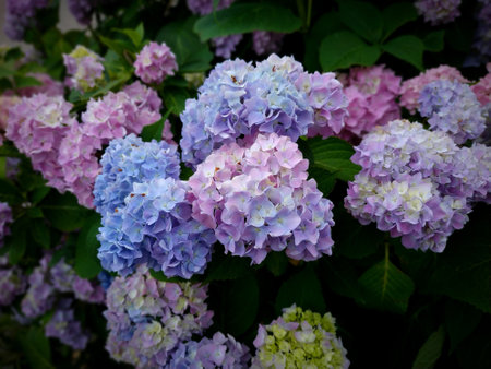 A closeup of colorful hydrangea with leaves in the background at a parkの写真素材