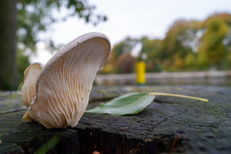 A closeup of Oyster Mushrooms (Pleurotus ostreatus) on a blurred backgroundの写真素材
