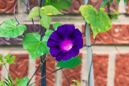 A closeup shot of a purple morning glory flower with a blurred background