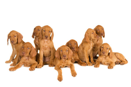 A closeup shot of Magyar Vizsla puppies isolated on a white backgroundの写真素材