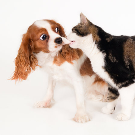 A closeup shot of a cute dog playing with a cat and isolated on white backgroundの写真素材