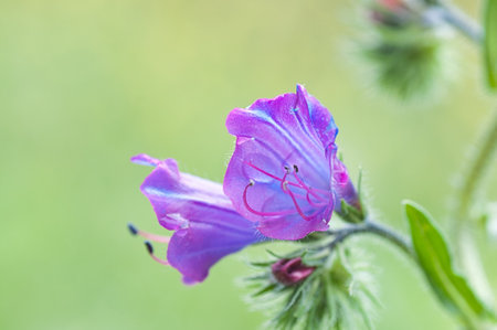 A closeup shot of a purple flower with a blurred background