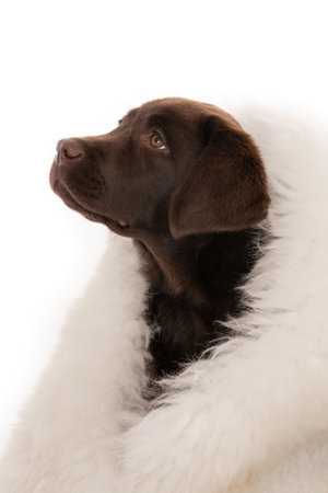 An isolated closeup shot of a chocolate labrador retriever puppy wrapped in white sheepskin in front...