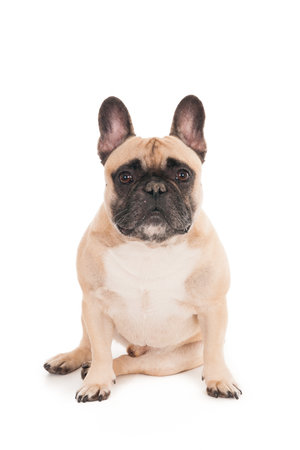 A closeup shot of a cute bulldog isolated on white backgroundの写真素材