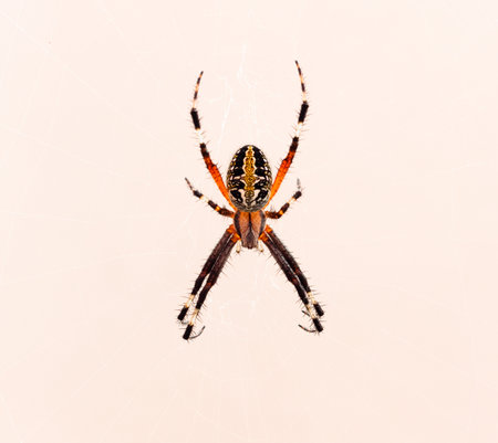 A closeup shot of a cross spider isolated on white backgroundの写真素材