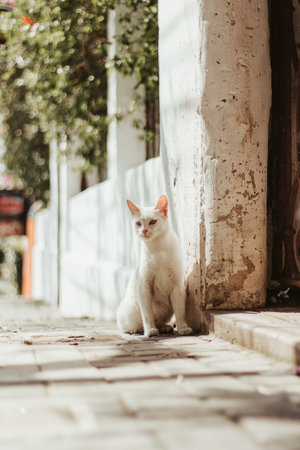 A vertical selective focus shot of a white cat sitting at outdoorsの写真素材
