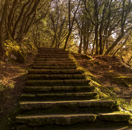 A low angle shot of stairs surrounded by trees on sunset afternoonの写真素材
