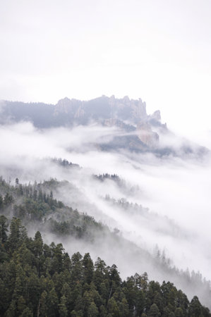 A mesmerizing shot of the evergreen fir trees under a scenic cloudy skyの写真素材