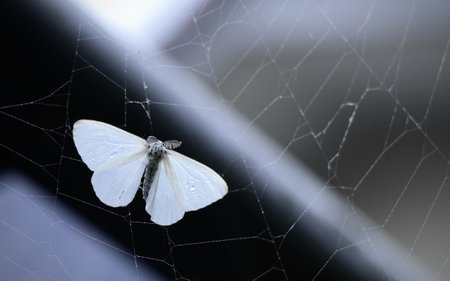 A selective focus shot of a White-satin moth on a spider web captured in Japan