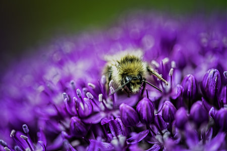 A closeup shot of a bee on a blooming purple flower with greenery on the background