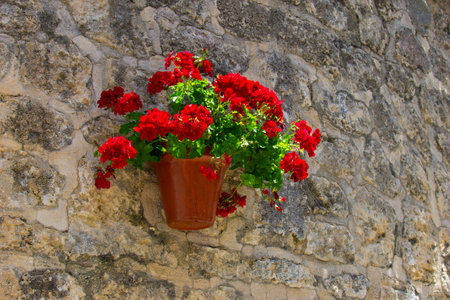 A horizontal shot of a wall planter filled with red roses outdoors during daylightの写真素材
