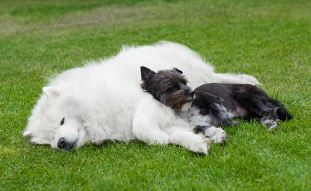 A black dog laying on the white Alaskan Malamute on the green lawn