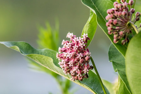 A selective focus shot of pink milkweed flowerの写真素材