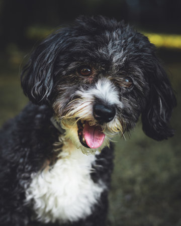 A vertical closeup shot of a cute black and white Yorkipoo dog with an open mouthの写真素材