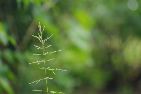 A selective focus shot of a sweetgrass branch with a blurry green backgroundの写真素材