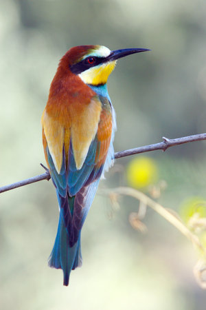 A cute Bee-eater colorful bird sitting on the tree branch with blurred background