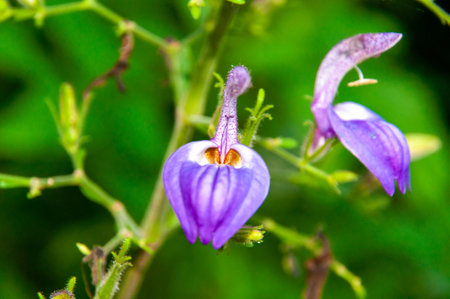 A closeup shot of Brillantaisia  owariensis in the gardenの写真素材
