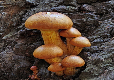 A closeup of a group of Spectacular Rustgill growing on rotten wood in the forest