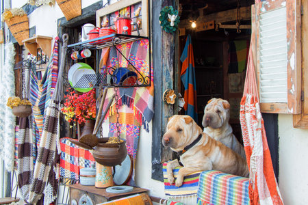 The beautiful cute Shar Pei dogs captured in Brazil