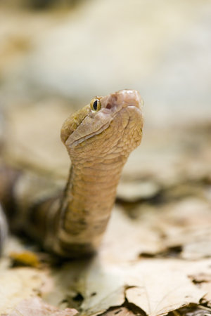 A selective focus shot of Timber Rattlesnake