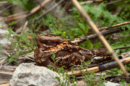A selective focus of a Nightjar on tree branches surrounded by greenery under the sunlightの写真素材
