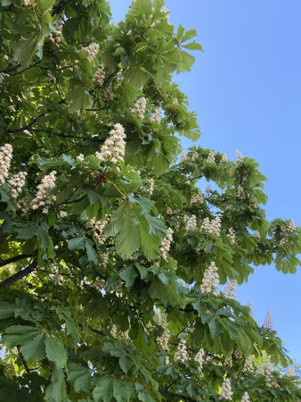 A low angle shot of a beautiful tree fully blooming in whiteの写真素材