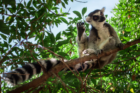 A low angle shot of lemur resting on a tree branch during sunny dayの写真素材