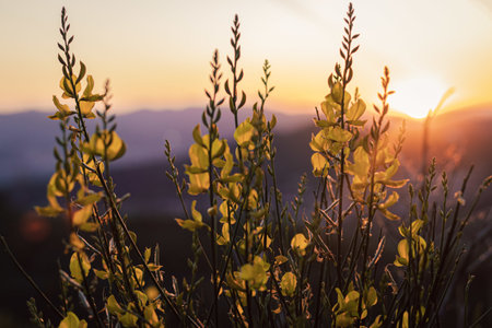 A closeup shot of plants with green leaves with warm sunset light on itの写真素材