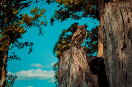 A closeup shot of falcon perching on a wood bark  with a clear sky backgroundの写真素材