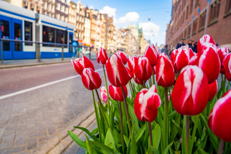 A closeup of red and white Darwin tulips on the side of the street during daylightの写真素材