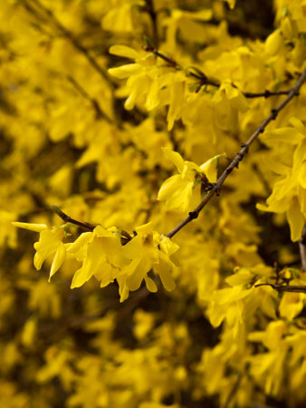 A vertical closeup shot of yellow blooming Forsythia flowers in springの写真素材