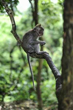 A vertical shot of a baby macaque sitting on a tree branch