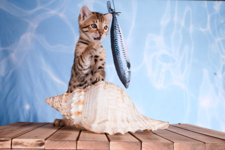 A closeup shot of a tabby kitten on a seashell reaching for a toy fishの写真素材