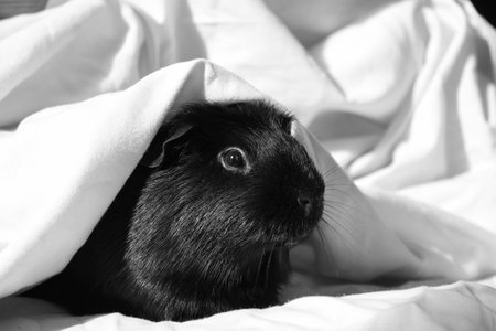 A greyscale shot of a cute hamster covered by a white blanketの写真素材