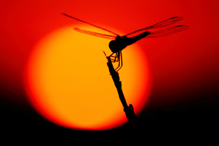 A silhouette of a dragonfly during sunsetの写真素材