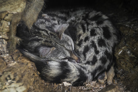 A closeup shot of common genet sleeping under the tree
