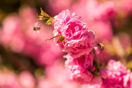 A selective focus shot of the bees approaching a bunch of pink garden rosesの写真素材