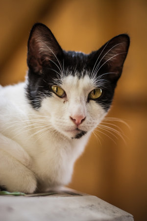 A closeup vertical shot of a cute black-and-white cat looking at the camera on a blurred brown backgroundの写真素材
