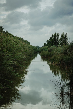 A vertical shot of a pond surrounded with grassの写真素材