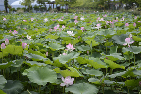 A beautiful scenery of semiwon lotus flowers in a pondの写真素材