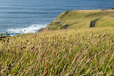 A closeup shot of wild plants growing on a coastline