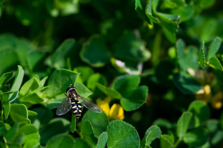 A closeup shot of a yellow and black fly on green cape sorrel leavesの写真素材